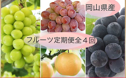 【果物定期便4回】 （ニューピオーネ ・ 晴王 ・ 紫苑 ・ あたご梨） 【2025年9月上旬より発送開始】 ／ 