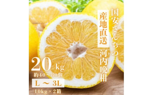 《果汁たっぷりジューシー》産地直送 愛媛八幡浜産 河内晩柑20kg＜H20-81＞【1621533】
