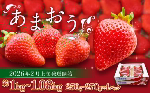 博多あまおう（春） 約250g～270g×4パック 計約1kg～1.08kg【2026年2月上旬-4月下旬発送予定】いちご 苺 イチゴ 果物 フルーツ