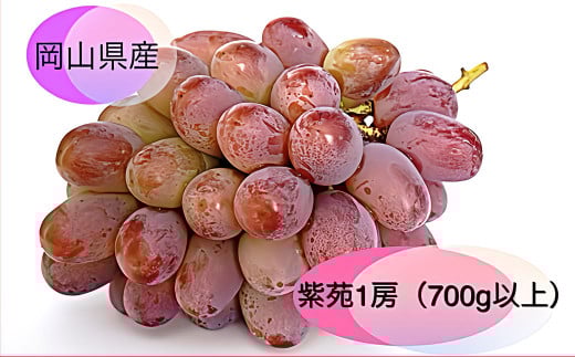 紫苑 1房（700g以上） 化粧箱入り 【2025年10月下旬～11月下旬まで発送予定】 ／ 葡萄 ぶどう 果物 果実 フルーツ 種なし 岡山県 美咲町 冷蔵