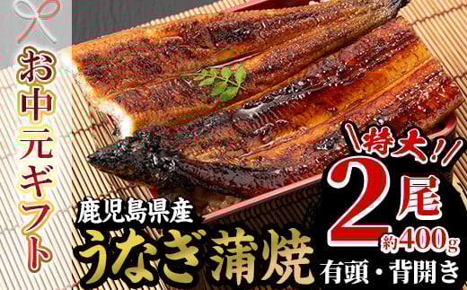 【令和7年お中元対応】厳選！ 国産 鹿児島県産 うなぎ  蒲焼 特大 2尾 約400g 鰻養殖生産量日本一 鹿児島県産新仔うなぎ使用 こだわりの地焼き！ 冷凍うなぎ 秘伝のタレ 付き うな重 うな丼 きざみ鰻 うなぎのせいろ蒸し弁当にもオススメ！ 贈答 ギフト にも！【南竹鰻加工】【TB-036H】