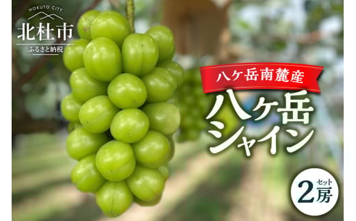 【2025年先行予約】八ケ岳南麓産「八ケ岳シャイン」シャインマスカット  2025年 先行予約 2房 セット 約1kg 期間限定 数量限定 八ヶ岳シャイン 葡萄 ぶどう ブドウ シャイン マスカット フルーツ 果物 高品質 大粒 甘い 朝採り 山梨県 北杜市 八ヶ岳南麓