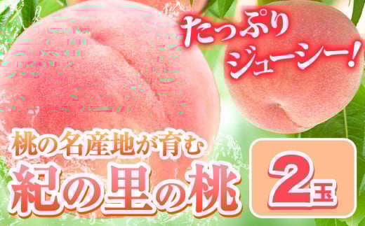 桃 もも 和歌山県産 2玉 《2025年6月中旬-8月中旬頃出荷》 紀の里の桃 送料無料 旬の桃を厳選 モモ 果物 フルーツ お取り寄せ 和歌山 2025年先行予約 送料無料  白鳳 日川白鳳  なつっこ 清水白桃 川中島白桃  八旗白桃 ギフト 果物 くだもの フルーツ お取り寄せ 