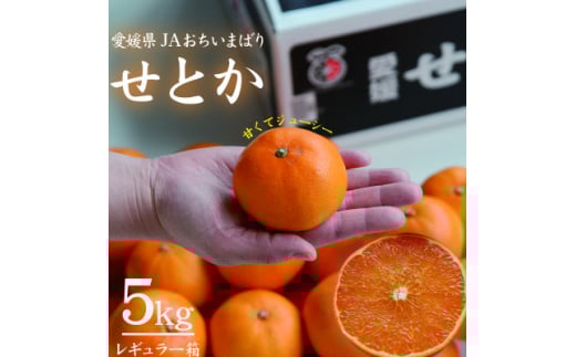 ＜先行受付＞せとか　レギュラー箱　5kg　愛媛県JAおちいまばり【1622636】