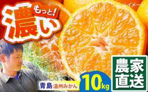 青島 温州みかん 10kg / みかん ミカン 蜜柑 甘い フルーツ 果物 / 南島原市 / 蜜柑屋まつお [SCQ003]