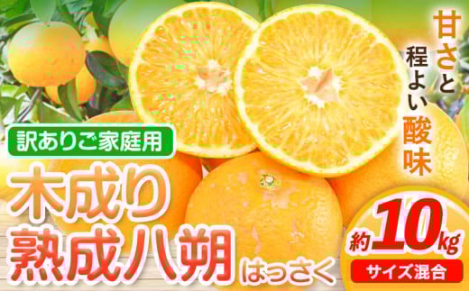 [先行予約][産直]和歌山由良町産の木成り熟成八朔 訳あり ご家庭用 約10kg(サイズ混合)厳選館 [2026年3月中旬-5月中旬頃出荷]和歌山県 日高川町 柑橘 八朔 熟成