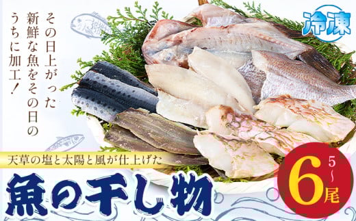 天草の塩と太陽と風が仕上げた魚の干し物 高橋商店《30日以内に出荷予定(土日祝除く)》干物 天然塩 天草近海 5～6尾 魚屋 手作り 天草 苓北 熊本 送料無料【配送不可地域あり】