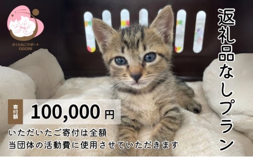 保護猫活動を応援！返礼品無し 100,000円 (お礼状送付) 保護猫