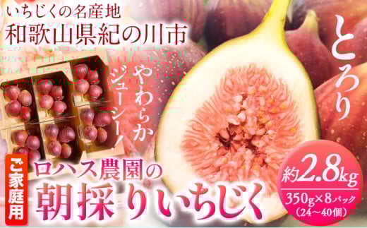 ご家庭用 朝採りいちじく 2箱 約2.8kg 350g×8パック ロハス農園《8月上旬-11月末頃出荷》和歌山県 紀の川市 無花果 イチジク【配送不可地域あり】