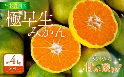 石本農園の 極早生みかん S～Lサイズいずれか 約4kg【9月中旬から10月下旬までに順次発送】/ みかん ミカン 蜜柑 温州