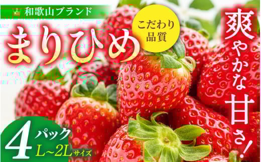 【先行予約】まりひめ いちご 12粒～15粒入り×4パック（1kg）2026年1月中旬～2026年3月中旬頃に順次発送予定（お届け日指定不可）/ いちご 苺 まりひめ 和歌山 フルーツ 果物 くだもの【kgr008A】 1326981 - 和歌山県串本町