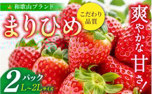 【先行予約】まりひめ いちご 12粒～15粒入り×2パック（500g）2026年1月中旬～2026年3月中旬頃に順次発送予定（お届け日指定不可）/ いちご 苺 まりひめ 和歌山 フルーツ 果物 くだもの【kgr007A】 1326980 - 和歌山県串本町