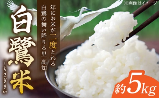 【先行予約】 農薬節減！ R7年度産 白鷺米 コシヒカリ 約5kg ＜2025年9月〜発送＞ / 高知 米 お米 精米　【津ノ宮農園】 [ATBV019]
