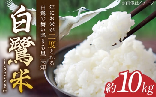 【先行予約】 農薬節減！ R7年度産 白鷺米 コシヒカリ 約10kg ＜2025年9月〜発送＞ / 高知 米 お米 精米　【津ノ宮農園】 [ATBV020]