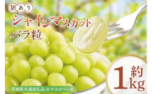 【9月より順次発送】【数量限定】訳あり バラ粒 箱込み1㎏ シャインマスカット【茨城県共通返礼品／かすみがうら市】【茨城県 水戸市 果物 くだもの フルーツ ブドウ ぶどう 葡萄 マスカット シャインマスカット 期間限定】（FW-9）