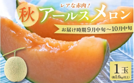 【先行予約】【赤肉】秋 アールスメロン 1玉（約1.6kg以上） 高級メロン！ ／ マスクメロン 大玉 果物 フルーツ 夏 ギフト 農家直送 ※2025年9月中旬以降発送 [aw065-a010] 1098682 - 福井県あわら市