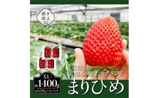先行受付　大粒まりひめイチゴ　朝摘　6個～11個入×4パック ※2026年1月中旬～3月下旬頃に順次発送予定