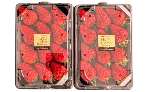 益田のいちご ほしうらら【いちご 苺 イチゴ ストロベリー strawberry 果物 くだもの フルーツ 益田いちご ほしうらら ギフト 冷蔵 先行予約 期間限定 季節限定 数量限定 早期予約 島根県 益田市】