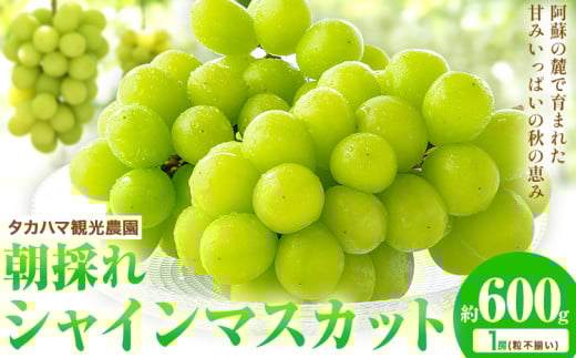 アイテムID:425902の画像1枚目
