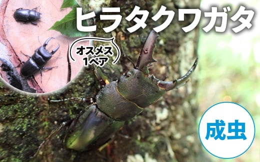 【配送期間は2025年6月下旬～8月上旬に随時配送】ヒラタクワガタ（成虫）オスメス１ペア[№5299-0168]
