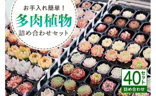 多肉植物 抜き苗 アソート 40セット 詰め合わせ 多肉植物 観葉植物 インテリア 寄せ植え 誕生日プレゼント オシャレ 多肉 観葉 おまかせ セット 植物 苗 種類 色々 ランダム 農園直送 栽培 ガーデニング 寄せ植え用 多肉専科 867886 - 茨城県那珂市