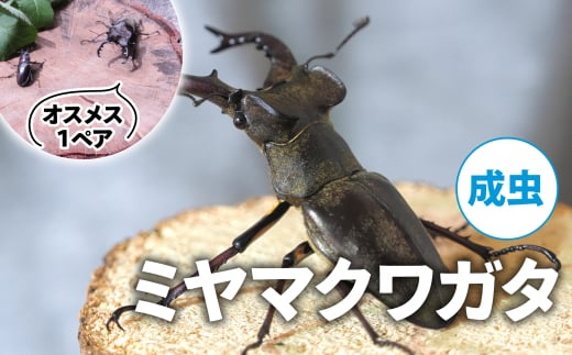【配送期間は2025年6月下旬～8月上旬に随時配送】ミヤマクワガタ（成虫）オスメス１ペア[№5299-0167]
