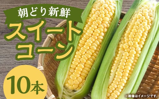 朝どり新鮮 スイートコーン とうもろこし ゴールドラッシュ 10本 朝採り スイートコーントウモロコシ 冷蔵 【2025年6月下旬-2025年8月上旬順次発送予定】 