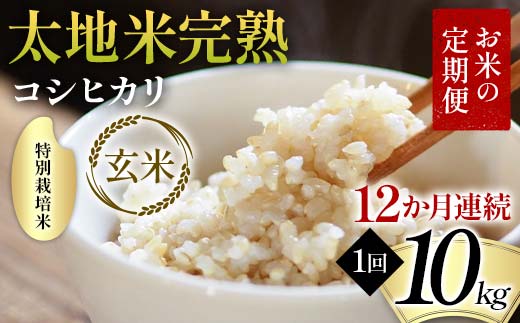 お米の定期便 特別栽培米 太地米完熟 【こしひかり】 玄米10kg×12か月連続 ブランド米 お米 人気 F7X-0395