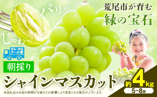【先行予約】 マスカット シャインマスカット 朝採り シャインマスカット 約4kg 5～8房 前田果樹園《8月下旬-9月末頃出荷》熊本県 荒尾市 旬 果物 フルーツ デザート ふるーつ ますかっと しゃいんますかっと 1380748 - 熊本県荒尾市