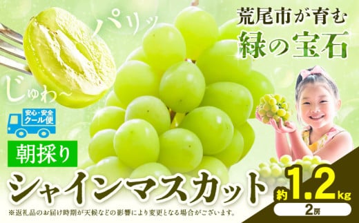 【先行予約】 マスカット シャインマスカット 朝採り シャインマスカット 約1.2kg 2房 前田果樹園《8月下旬-9月末頃出荷》熊本県 荒尾市 旬 果物 フルーツ デザート ふるーつ ますかっと しゃいんますかっと 1380746 - 熊本県荒尾市