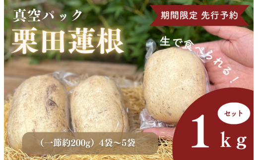 期間限定 先行予約 生で食べれる真空パック栗田蓮根1キロセット 2115775 - 茨城県鉾田市