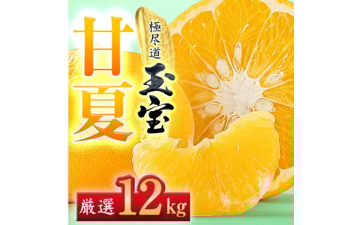 ＜愛媛名産＞玉宝甘夏　12kg＜F64-75＞【1621820】 2110494 - 愛媛県八幡浜市