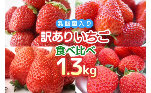 訳あり山盛り4種類 サイズ違い品種違いのいちご1.3kg いちご 乳酸菌 イチゴ 苺 フルーツ 果物 くだもの 健康 パック セット 訳あり 訳アリ 山盛り サイズ違い 品種違い 紅ほっぺ ほしうらら よつぼし かおり野 茨城 国産 【2月～5月順次発送予定】 19-AH