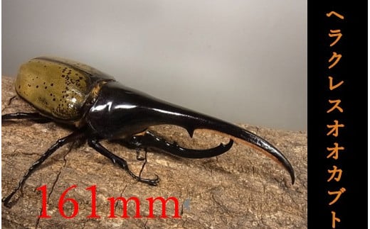 ＜現品限り＞ヘラクレスオオカブト♂161mm+♀セット N022-YG0229