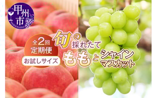 【定期便】【お試しサイズ】旬の採れたて2回定期便（桃・シャインマスカット）【2025年発送】（HO）B14-1410 【桃 もも モモ シャインマスカット 葡萄 ぶどう ブドウ 令和7年発送 期間限定 山梨県産 甲州市 フルーツ 果物】