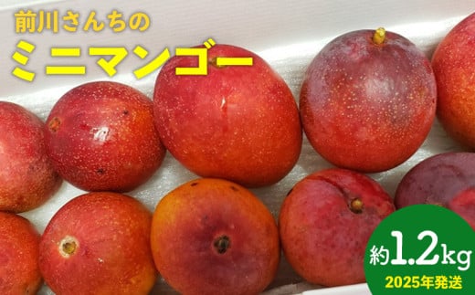 大人気！前川さんちのミニマンゴー　約1.2kg　2025年発送 甘い 芳醇 完熟 マンゴー ミニマンゴー みにまんごー 希少 デザート フルーツ アーウィン あまい おいしい ジューシー 南国 高級 まんごー 沖縄 国産マンゴー 沖縄県 東村