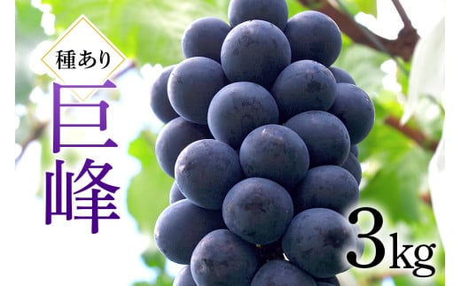 巨峰 3kg ( 種あり ) 川田ぶどう園 ぶどう ブドウ 国産 果物 くだもの 葡萄 黒系ぶどう 甘い フルーツ 3キロ 9月 発送 秋 旬 品種 茨城県産 産地直送 産直 農家直送 冷蔵 茨城県 石岡市 (A06-002)