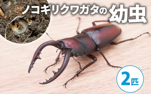 【配送期間は2026年1月下旬～4月上旬に随時配送】ノコギリクワガタ（幼虫２匹）[№5299-0170]