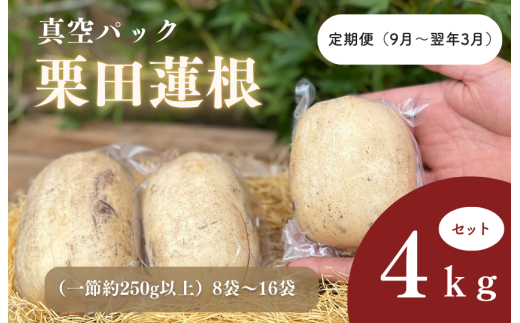 定期便(9月~翌年3月)真空パック栗田蓮根4キロセット 2115776 - 茨城県鉾田市