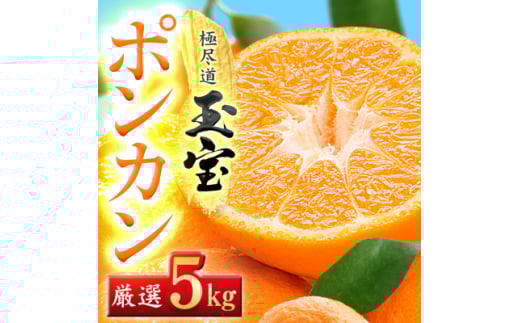 ＜愛媛名産＞玉宝ポンカン　5kg＜C64-64＞【1621806】 2110483 - 愛媛県八幡浜市