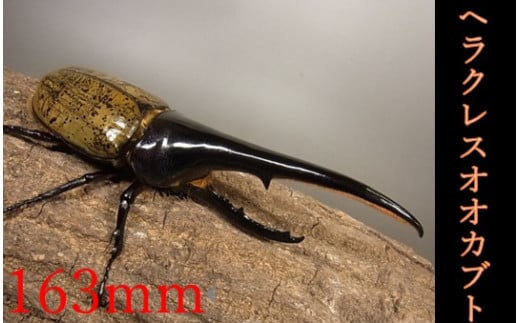 ＜現品限り＞ヘラクレスオオカブト♂163mm+♀セット N022-YG0230