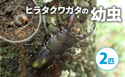 【配送期間は2026年1月下旬～4月上旬に随時配送】ヒラタクワガタ（幼虫２匹）[№5299-0172]