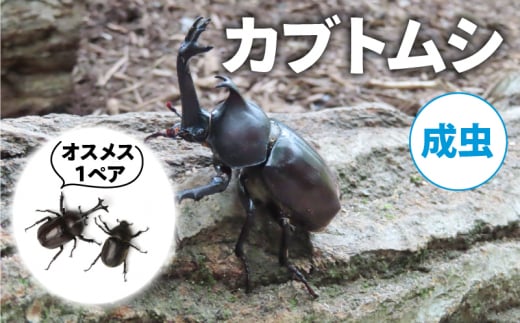 【配送期間は2025年6月下旬～8月上旬に随時配送】カブトムシ（成虫）オスメス１ペア[№5299-0165]
