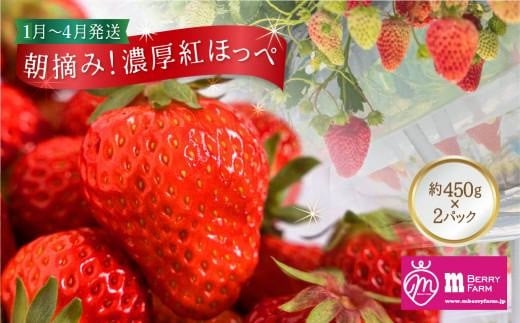 定期便3回】自宅用 いちご 紅ほっぺ 600-700g ×3回 [しあわせ苺 定期便3回】自宅用 いちご 紅ほっぺ 600-700g ×3回 [しあわせ苺