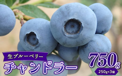 生ブルーベリー チャンドラー 750g ブルーベリー 直送 新鮮 朝食 ヨーグルト 冷蔵 フルーツ 果物 くだもの とれたて kanda001