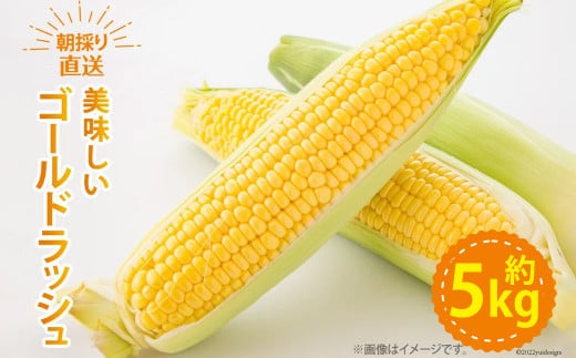 【期間限定発送】 野菜 ゴールドラッシュ 約5kg [ラハマン農園 山梨県 中央市 21470839] トウモロコシ とうもろこし やさい  期間限定 季節限定 数量限定 産地直送