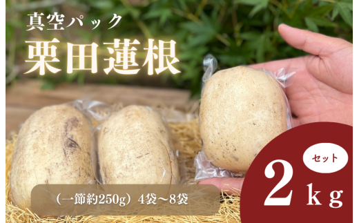 真空パック栗田蓮根2キロセット 2115771 - 茨城県鉾田市