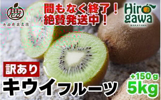 キウイ 家庭用 5kg+150g（傷み補償分） / キウイフルーツ 国産 訳あり 訳アリ わけあり ヘルシー ダイエット フルーツ 果物 和歌山 すぐ届く  ※11月中旬～6月中旬に順次発送 ※北海道・沖縄・離島への配送不可【ikd505-c-5A】 2108800 - 和歌山県広川町