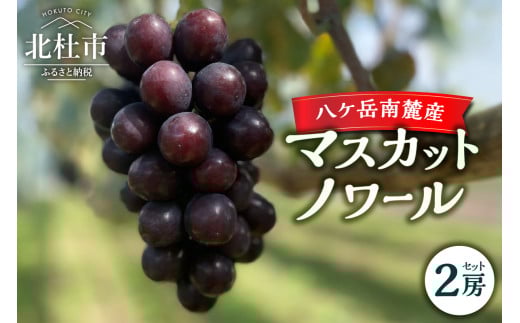 【2025年先行予約】八ケ岳南麓産 「マスカットノワール」  2025年 先行予約 2房 セット 約1kg 期間限定 数量限定 黒系葡萄 黒系シャイン マスカット 新品種 葡萄 ぶどう ブドウ フルーツ 果物 大粒 コク 甘い 種なし 山梨県 北杜市 八ヶ岳南麓