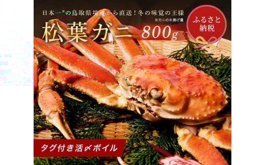 【蟹セレブ】タグ付き活〆ボイル・松葉がに（大・800ｇ前後）